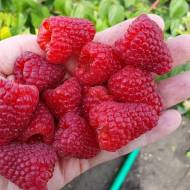 Саджанець Малина Червоний ангел в контейнері